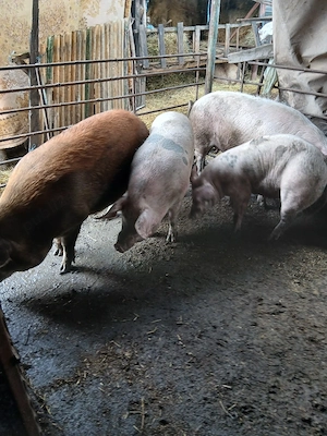 porci de vanzare  - imagine 3