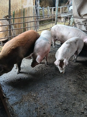 porci de vanzare  - imagine 2