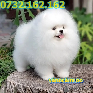 LIVRARE la Sibiu-Pomeranian Boo Mini toy, Adorabili,Blanosi cu Factura,Carnet,Microcip,Garantie