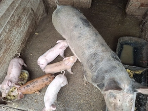 Porci de vânzare