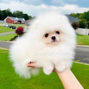Pomeranian BOO micut, adorabil, elegant, jucaus, rasa pura cu Factura,Microcip-Livrare la Suceava - imagine 2