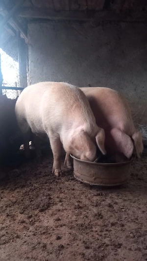 2 porci peste 350 kg ++ - imagine 2