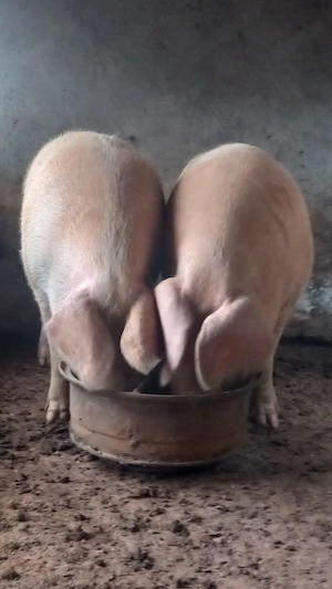 2 porci peste 350 kg ++
