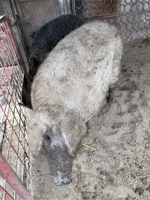 Porci de Mangalita de vanzare!! - imagine 2