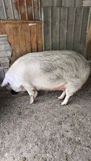 Vând porci manglita - imagine 4