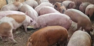 porci de vanzare  - imagine 2