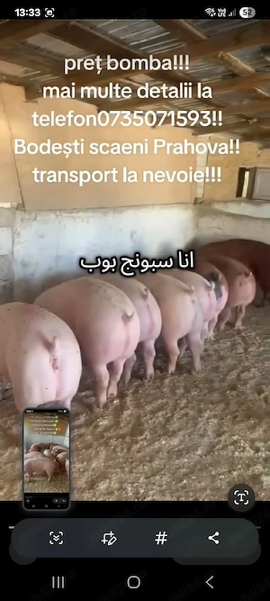 porci de carne  - imagine 3