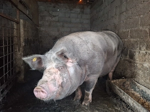Porc 350+ kg disponibil  - imagine 5