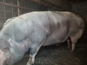 Porc 350+ kg disponibil 