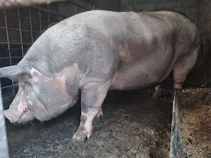 Porc 350+ kg disponibil  - imagine 4