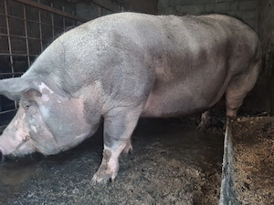 Porc 350+ kg disponibil  - imagine 2