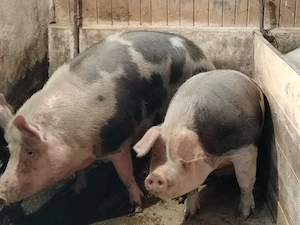 Porci mari de casa 250-330 kg - imagine 4