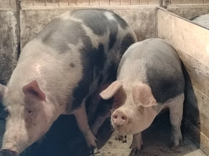 Porci mari de casa 250-330 kg - imagine 3