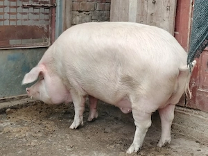 Porci mari de casa 250-330 kg