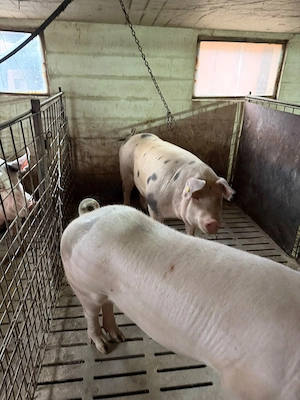 Vand porc porci rasa mixta