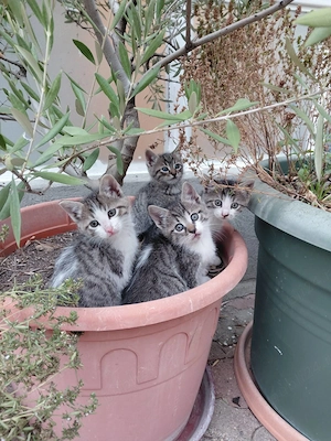 Pisicuta din Bucuresti de adoptat gratuit, din mama de rasa Ragdoll si maidanez cenusiu vargat.  - imagine 4