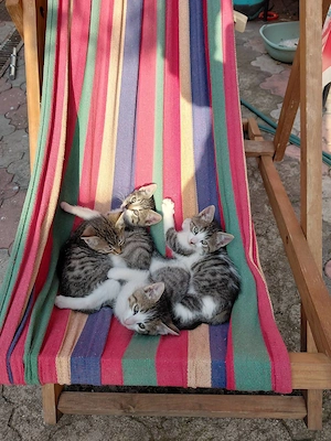 Pisicuta din Bucuresti de adoptat gratuit, din mama de rasa Ragdoll si maidanez cenusiu vargat.  - imagine 3