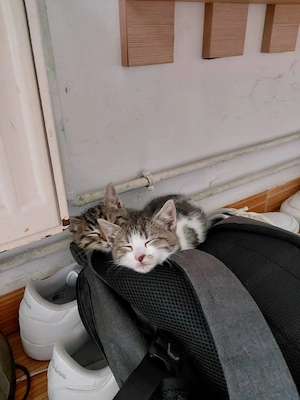 Pisicuta din Bucuresti de adoptat gratuit, din mama de rasa Ragdoll si maidanez cenusiu vargat.  - imagine 2