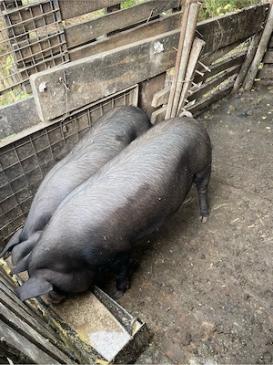 Porci de vanzare - imagine 3