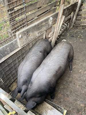 Porci de vanzare - imagine 2