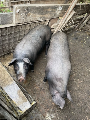 Porci de vanzare