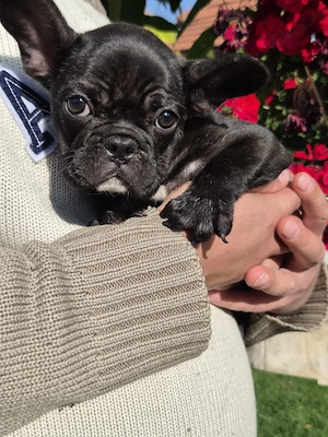 Vând Bulldog francez mascul, negru, 10 saptamani - imagine 2