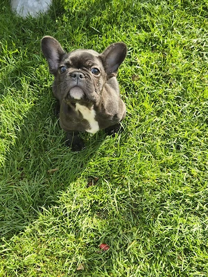 Vând Bulldog francez mascul, negru, 10 saptamani - imagine 4