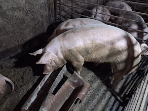 Vand porci Comuna Copaceni - imagine 3