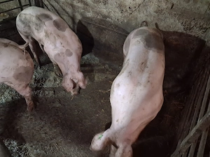 Vand porci Comuna Copaceni
