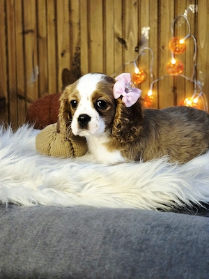 Cătelusă Cavalier King Charles Spaniel - imagine 3