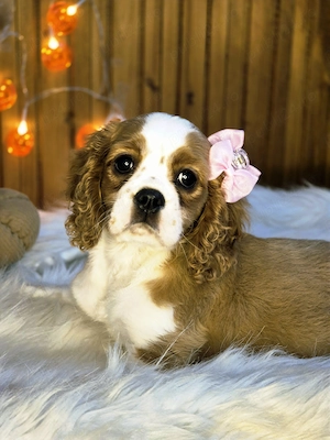 Cătelusă Cavalier King Charles Spaniel - imagine 5