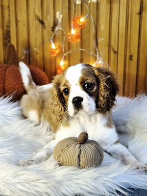 Cătelusă Cavalier King Charles Spaniel - imagine 4
