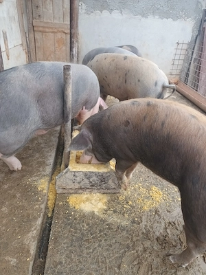 Vând porci 