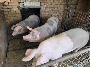 Vand porci! - imagine 4