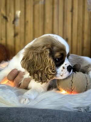 Baietel Cavalier King Charles Spaniel - imagine 3