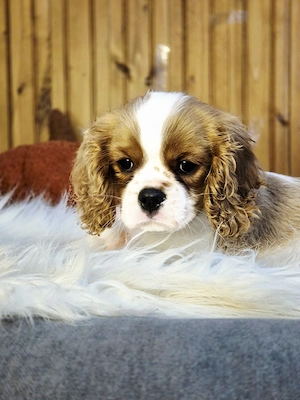 Baietel Cavalier King Charles Spaniel - imagine 2