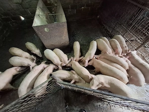 Vand Porci