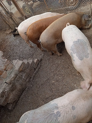 Porc 220 kg - imagine 4