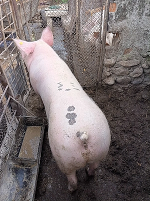 Porc 220 kg - imagine 2