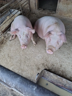 Porci de tăiat între 100 și 150kg - imagine 2
