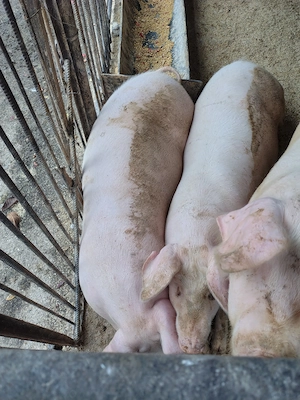 Porci de tăiat între 100 și 150kg - imagine 3