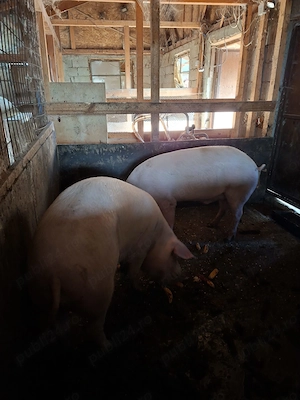 Porci Landrace de vanzare - imagine 2
