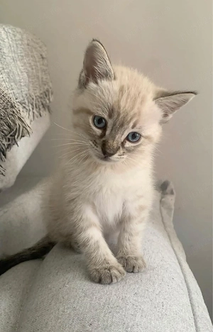 ragdoll.  