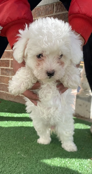 Bichoni Maltese disponibili  - imagine 2