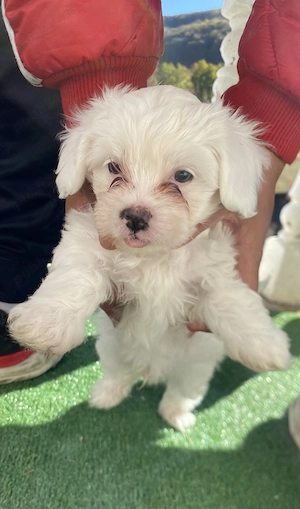 Bichoni Maltese disponibili 