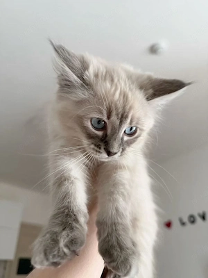 Ragdoll           