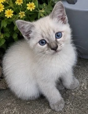 ragdoll.   