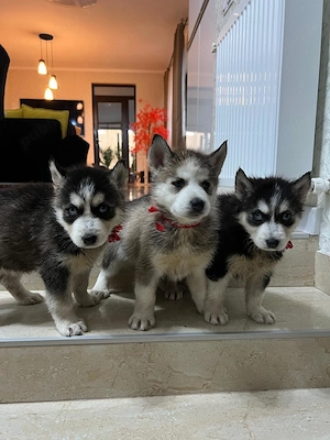 Pui husky siberian rasa pura  - imagine 2