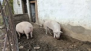 Porci de vânzare!! - imagine 5