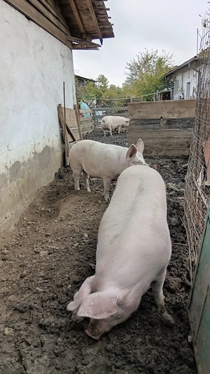 Porci de vânzare!!